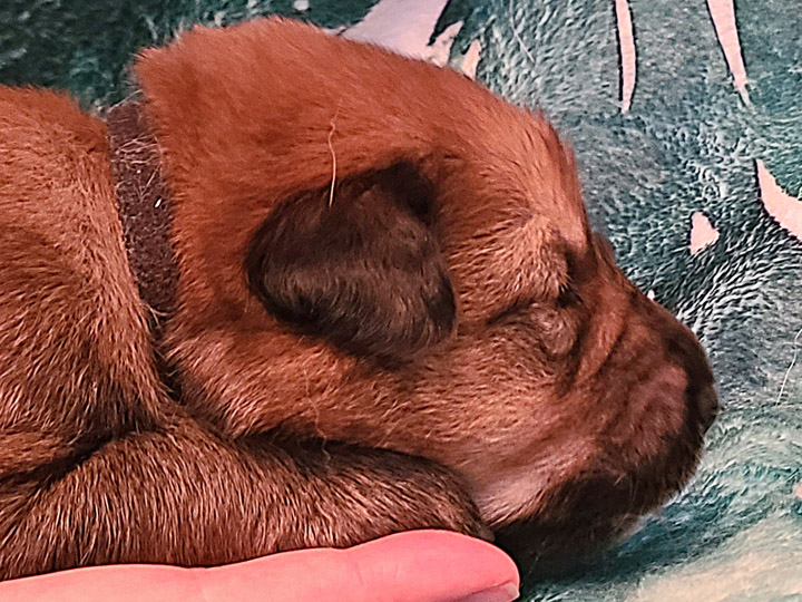 chinook puppy
